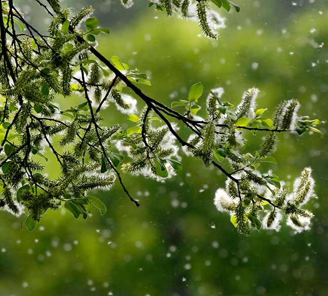 Helpful Allergy Tips & Information | RHINOCORT® Helpful Allergy Tips & Information | RHINOCORT®