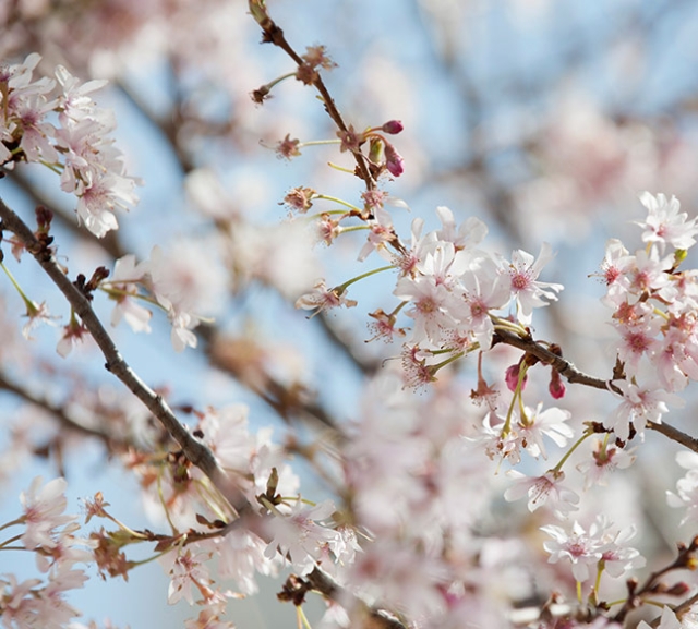 Seasonal Allergies Tips: Spring Small