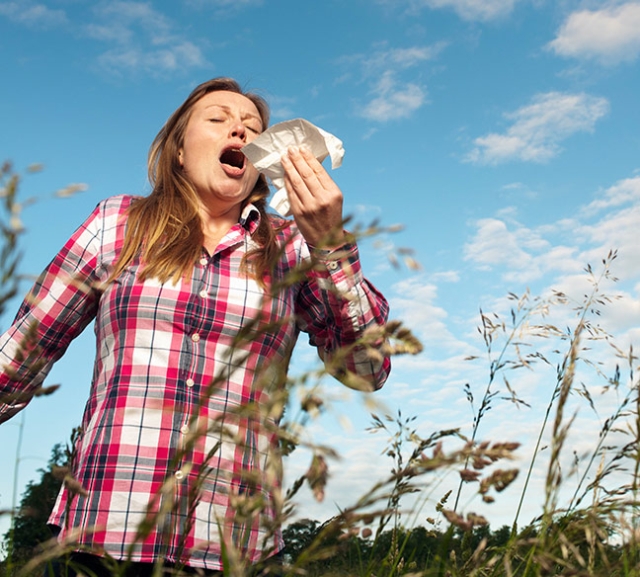 Why does Pollen Make us Sneeze Small